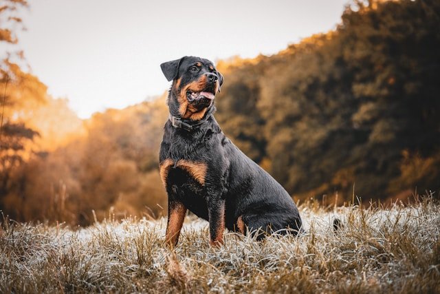 services-04 kevin-seibel-m-6o3jj-alk-unsplash